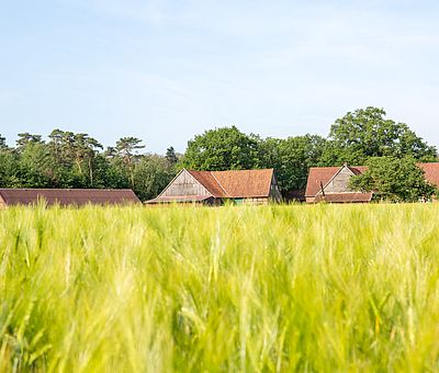 Feld mit Hof im Hintergrund 